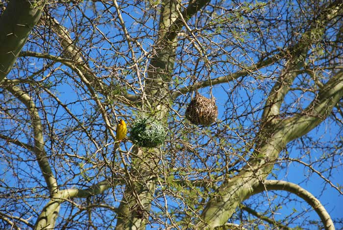 Birds in tree